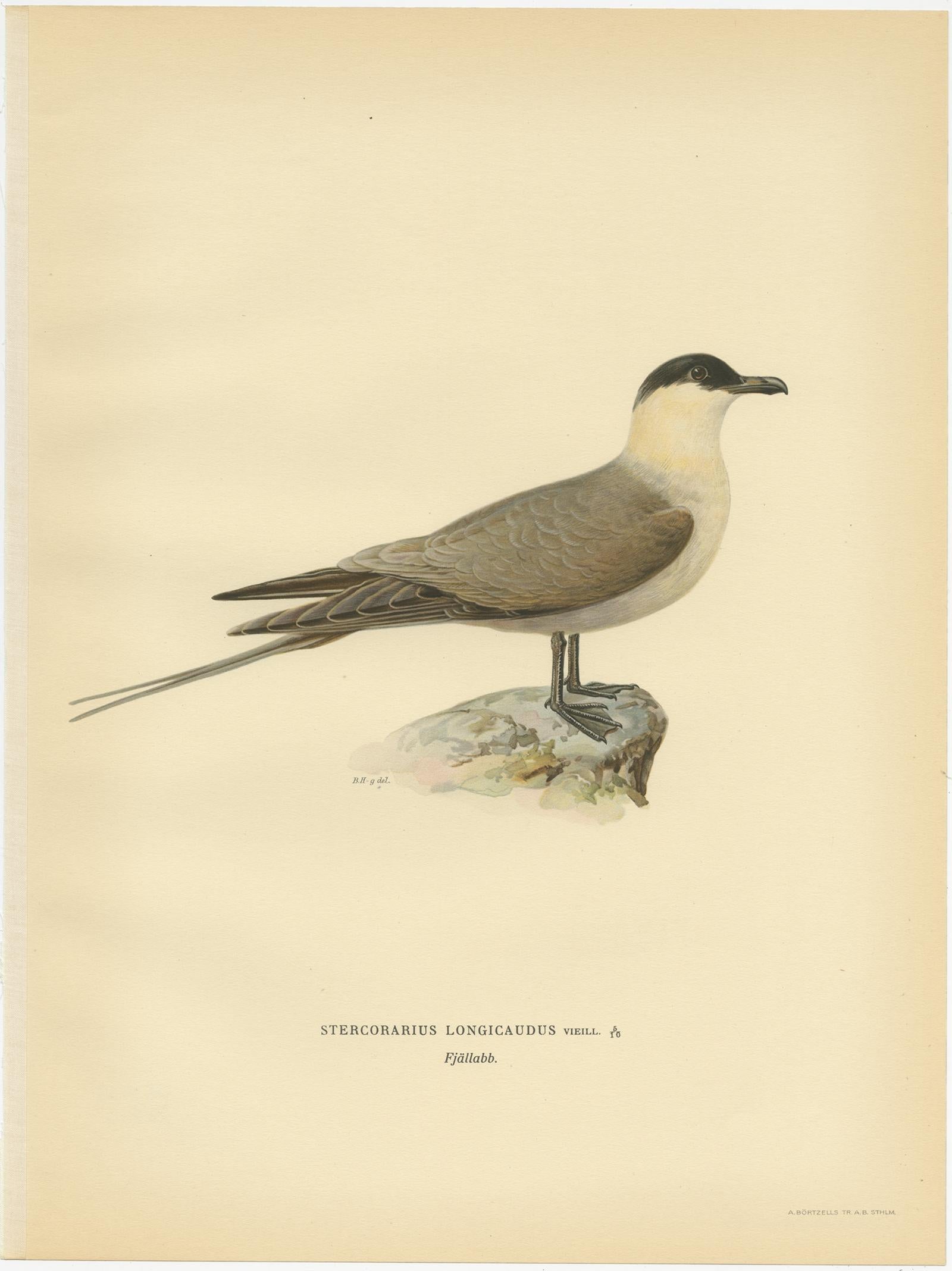 Gravure ancienne d'oiseau intitulée 'Stercorarius Longicaudus'. Ancienne gravure d'oiseau représentant le labbe à longue queue. Cette gravure provient de 