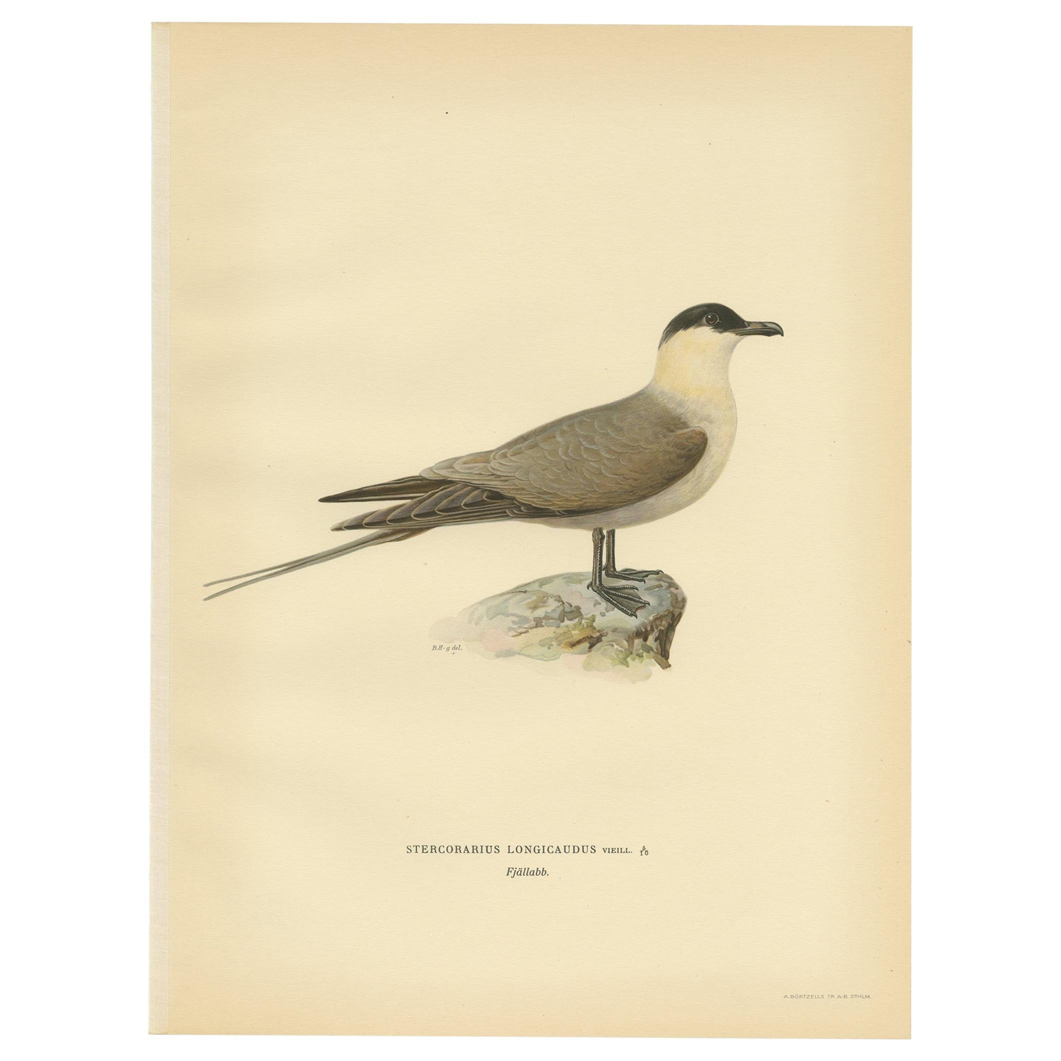 Antique Bird Print of the Long-Tailed Skua by Von Wright, 1929