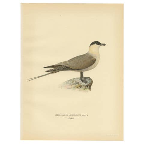 Antique Bird Print of the Long-Tailed Skua by Von Wright, 1929
