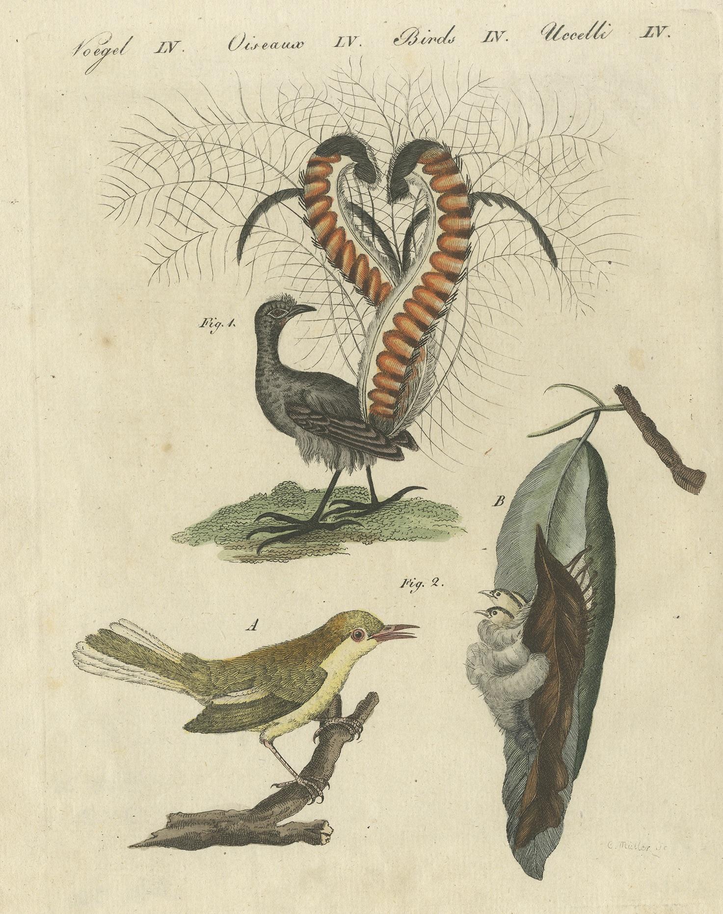 Antique print of the Lyrebird (Manura) and Tailorbird. This print originates from 'Bilderbuch für Kinder' by F.J. Bertuch.