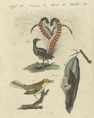 Antique Bird Print of the Lyrebird and Tailorbird by Bertuch 'circa 1800', view 2