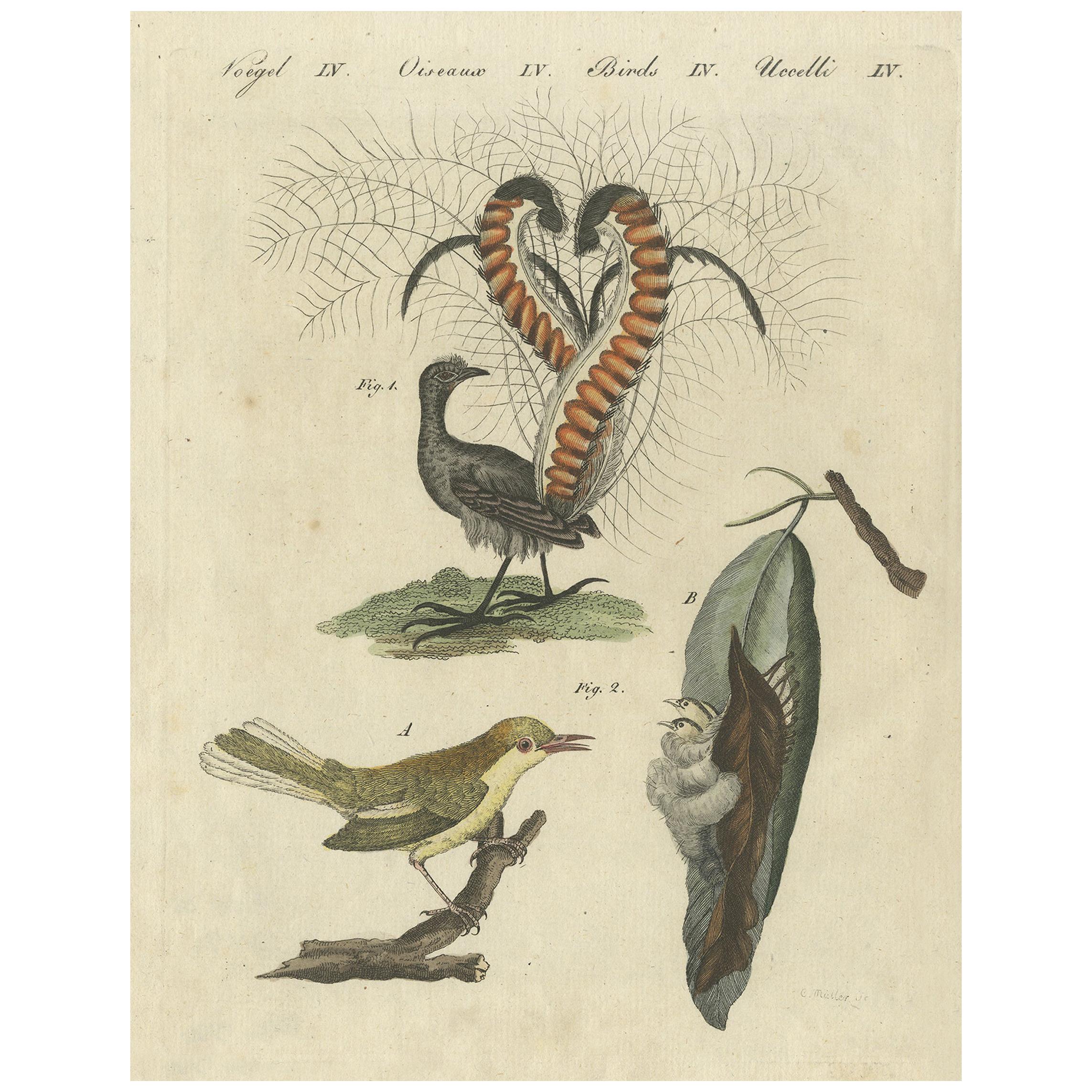 Antique Bird Print of the Lyrebird and Tailorbird by Bertuch 'circa 1800' For Sale