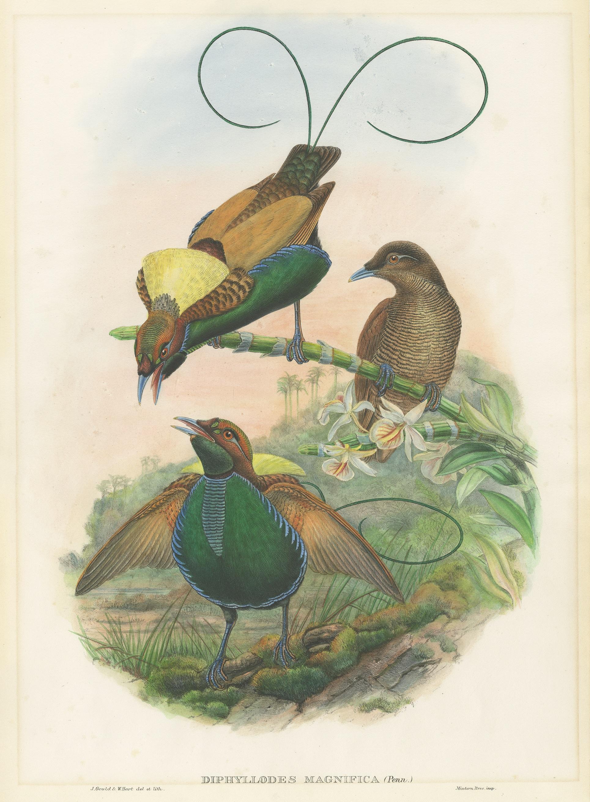 Antique bird print titled 'Diphyllodes Magnifica'. Original lithograph of the magnificent bird of paradise. This print originates from 'Birds of Asia' by John Gould. Published 1850-1853.
