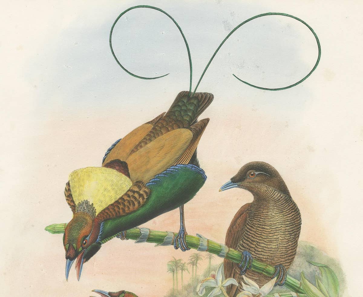 Antique Bird Print of the Magificant Bird of Paradise by Gould, circa 1850