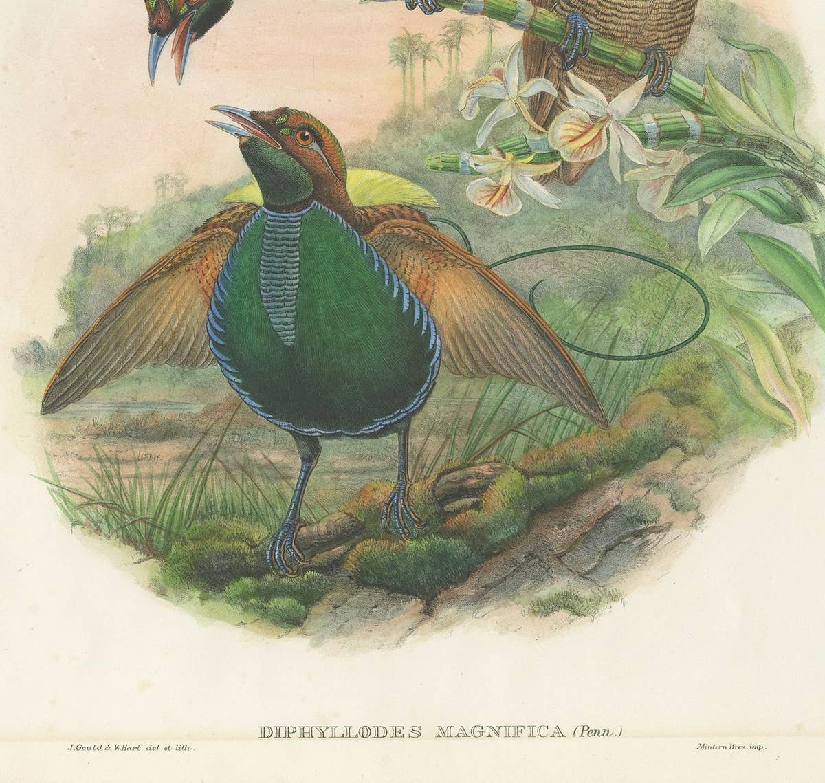 Antique Bird Print of the Magificant Bird of Paradise by Gould, circa 1850