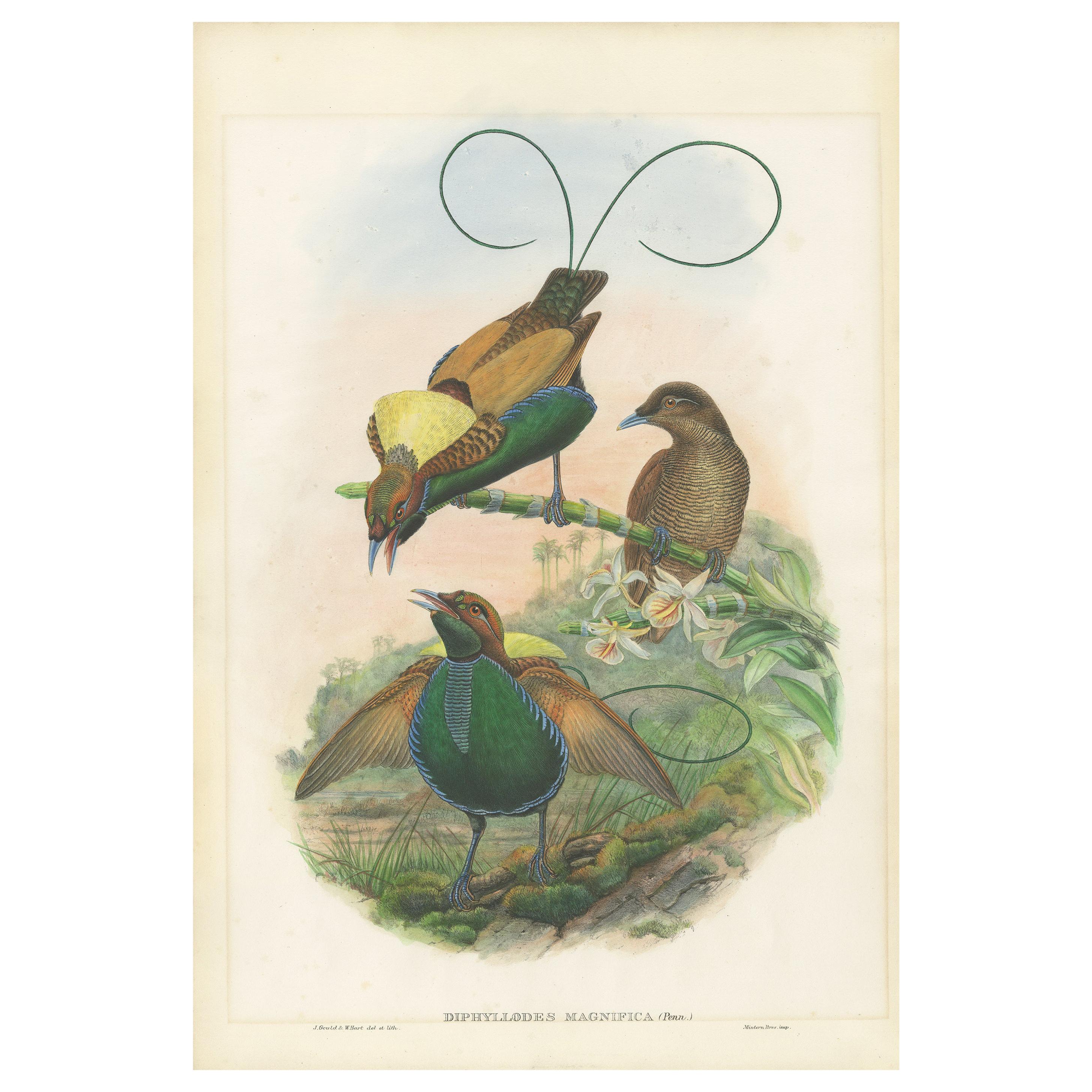 Impression ancienne d'oiseau du magnifique oiseau du paradis par Gould, datant d'environ 1850