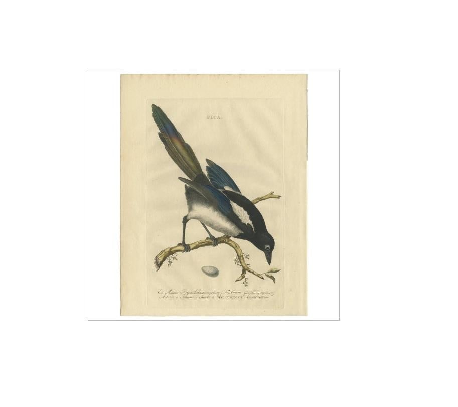 Antique print titled 'Pica'. This print depicts the magpie bird with an egg. Magpies of the genus Pica are generally found in temperate regions of Europe, Asia and western North America, with populations also present in Tibet and high elevation