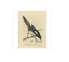 Magpie (Pica) – Antique Ornithological Print with Dutch Text, Nozeman, 1770–1829