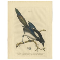 Stampa antica di uccelli della gazza di Sepp & Nozeman, 1770
