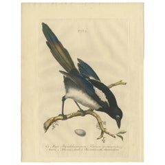 Antiker antiker Vogeldruck der Magpie von Sepp & Nozeman, 1770