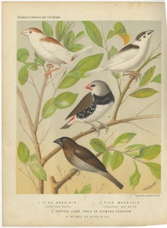 Antique Bird Print of the Magpie 'Pied' Mannikin, Spotted Sided Finch and Others