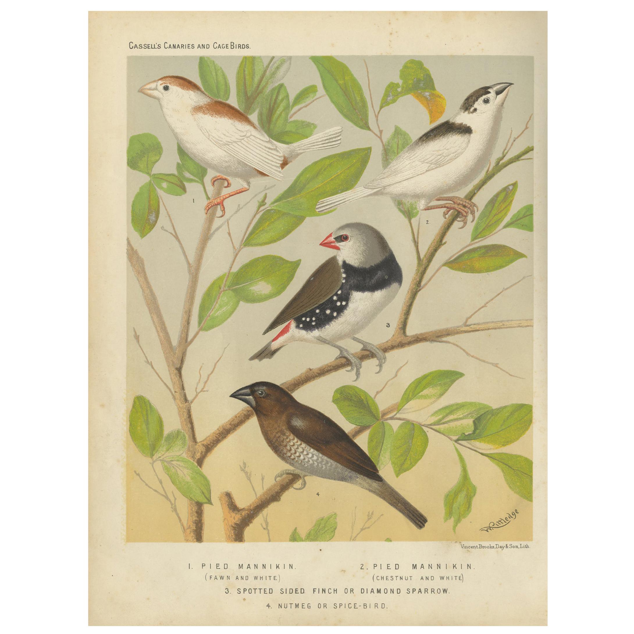 Antique Bird Print of the Magpie 'Pied' Mannikin, Spotted Sided Finch and Others