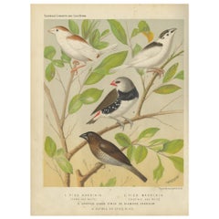 Estampa antigua de pájaros de la Urraca "Pied" Mannikin, Pinzón de Cara Moteada y Otros