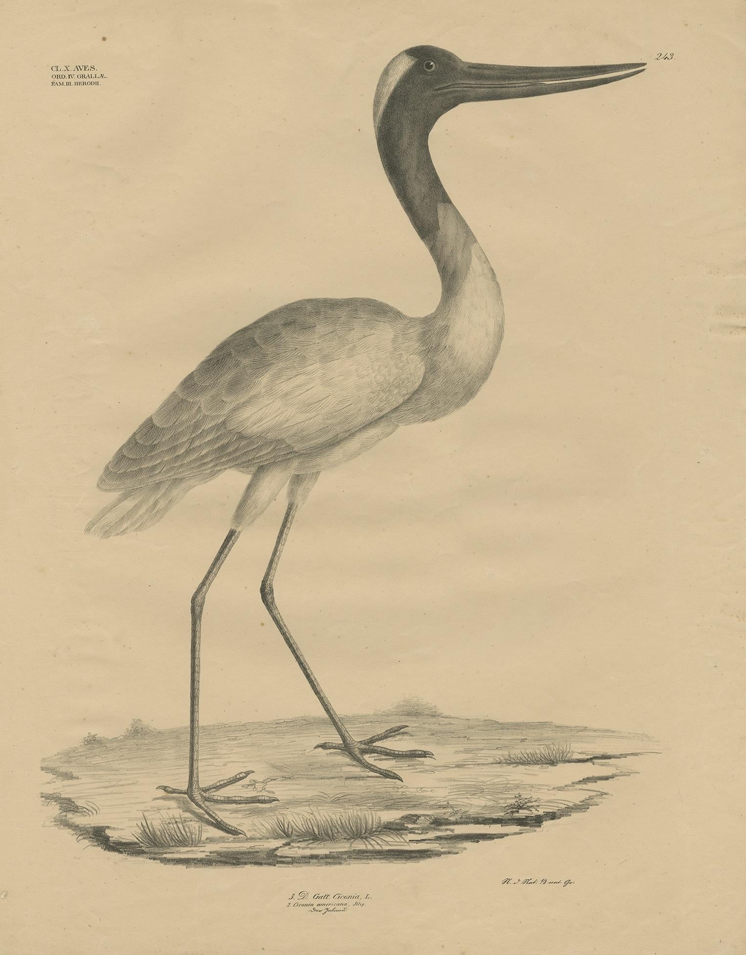Antique bird print titled 'Gatt Ciconia'. Large lithograph of (most likely) the Maguari stork, a large species of stork that inhabits seasonal wetlands over much of South America, and is very similar in appearance to the white stork; albeit slightly