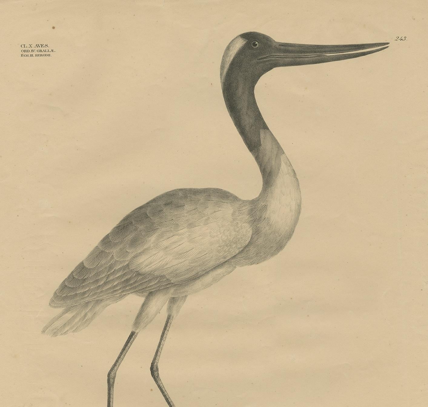 Antique Bird Print of the Maguari Stork by Goldfuss, circa 1824 In Fair Condition For Sale In Langweer, NL