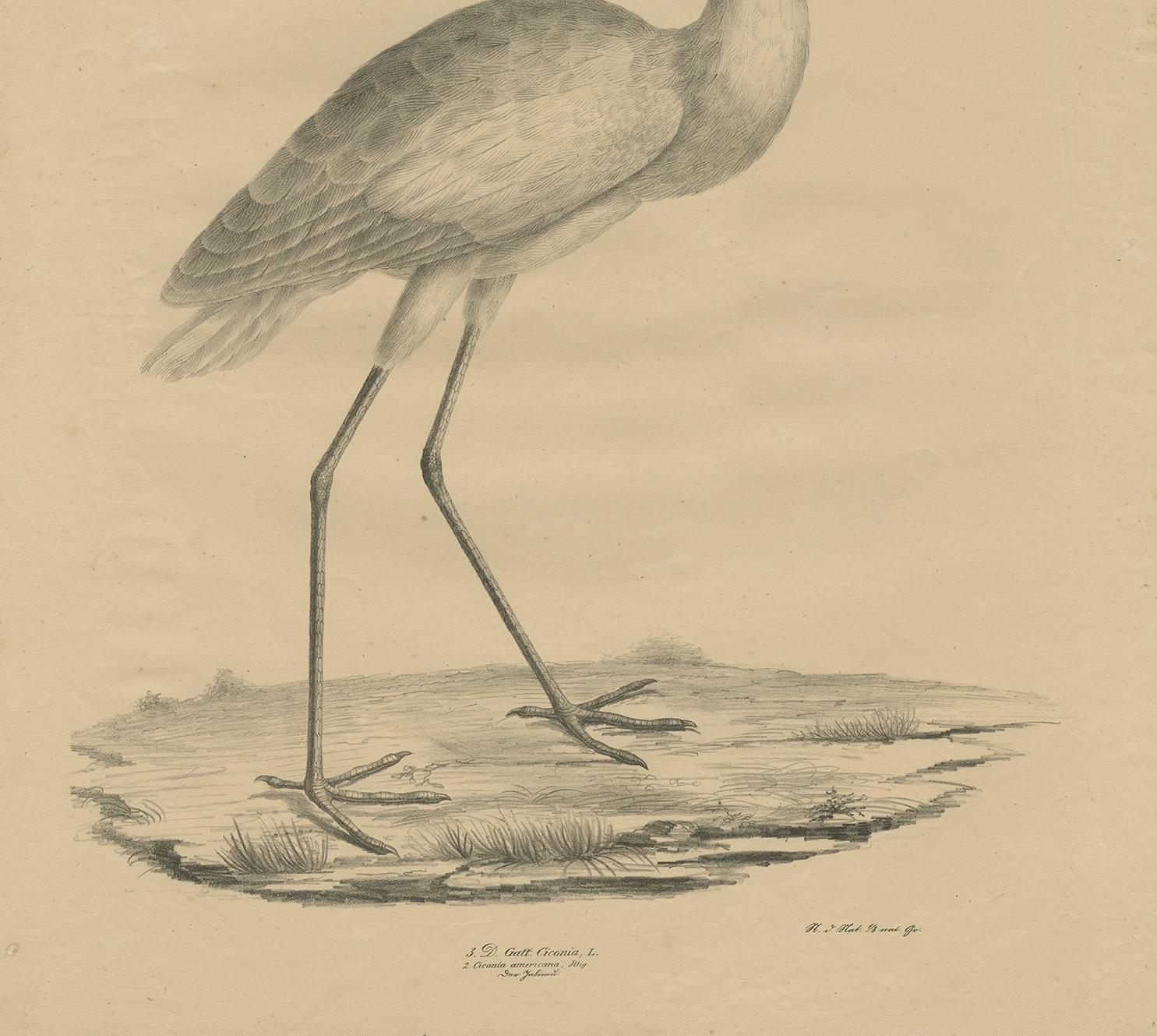 19th Century Antique Bird Print of the Maguari Stork by Goldfuss, circa 1824 For Sale