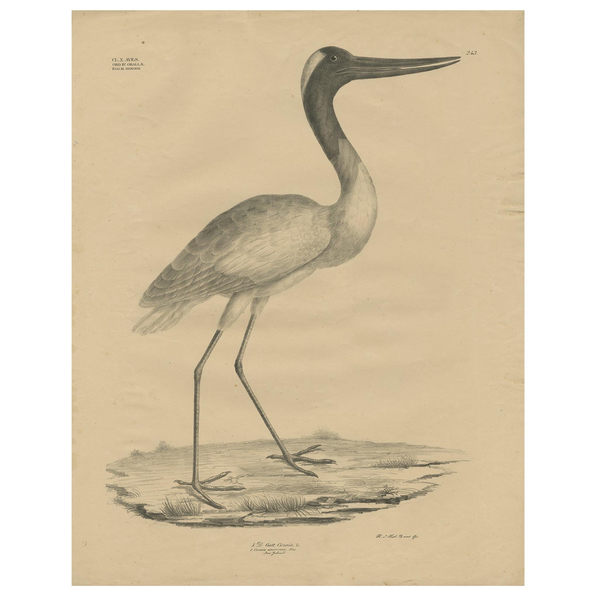 Antiker Vogeldruck des Maguari-Storchs von Goldfuss:: um 1824