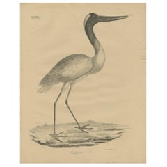 Antique Bird Print of the Maguari Stork by Goldfuss, circa 1824