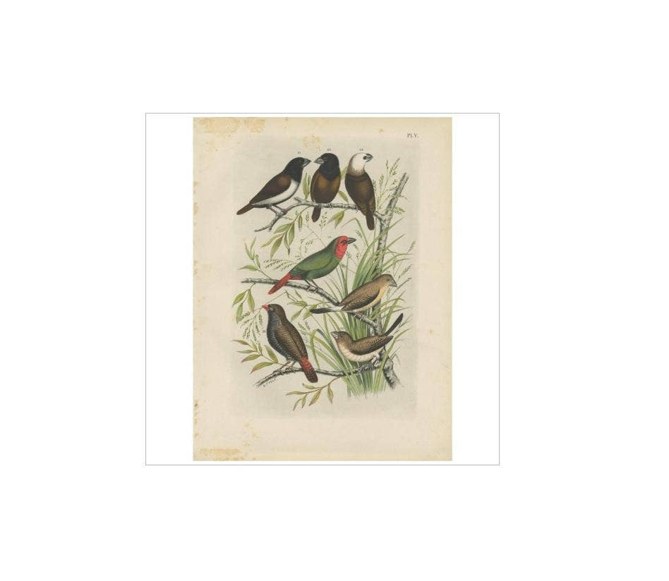 Antique Bird Print of the Maja Finch, Black-Headed Finch and Firetail (1886)
