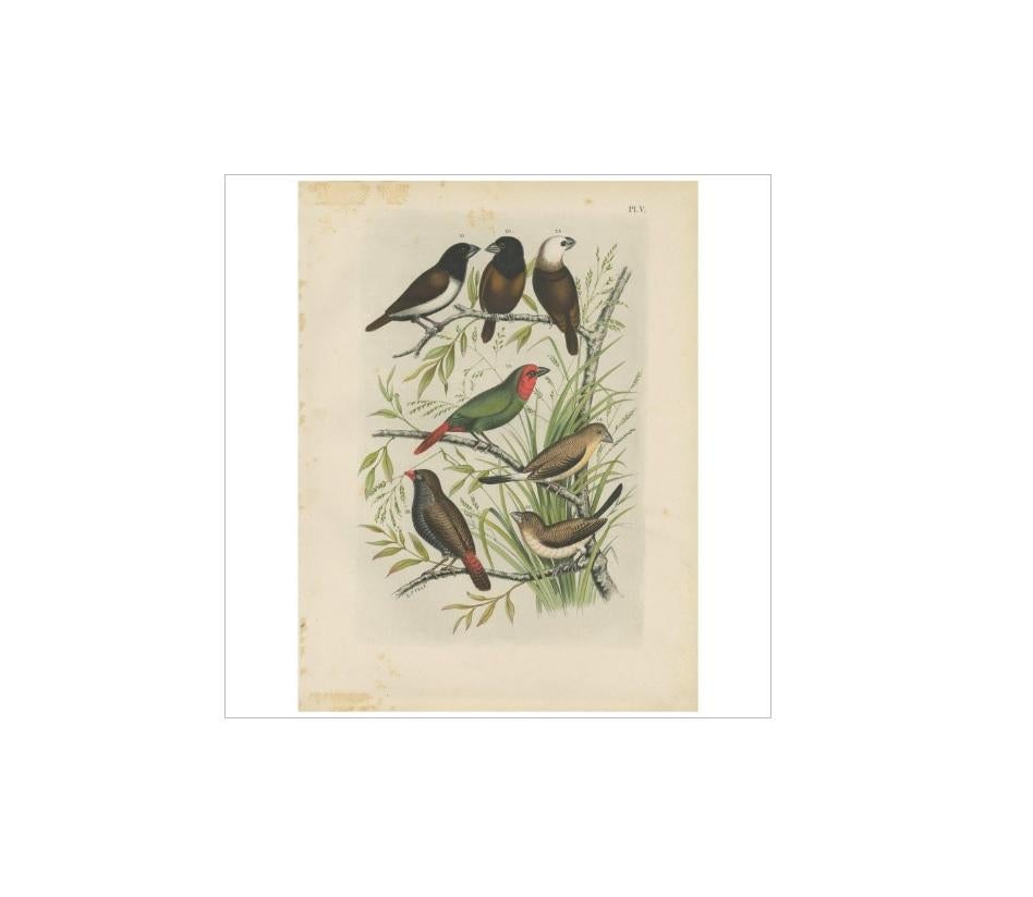 19th Century Antique Bird Print of the Maja Finch, Black-Headed Finch and Firetail (1886) For Sale