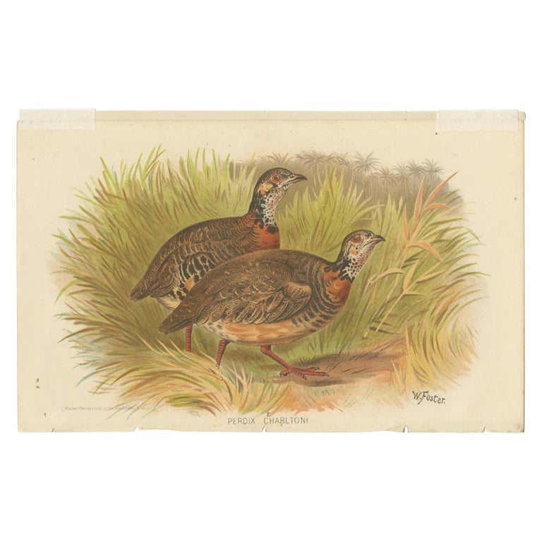 Antique Bird Print of the Malayan Wood Partridge by Hume & Marshall, 1879