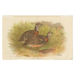 Impression ancienne d'oiseau de type Partridge en bois de Malaisie par Hume & Marshall, 1879