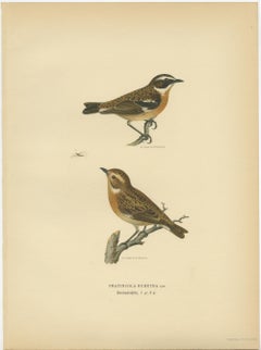 Antique Bird Print of the Male and Female Whinchat, 1927