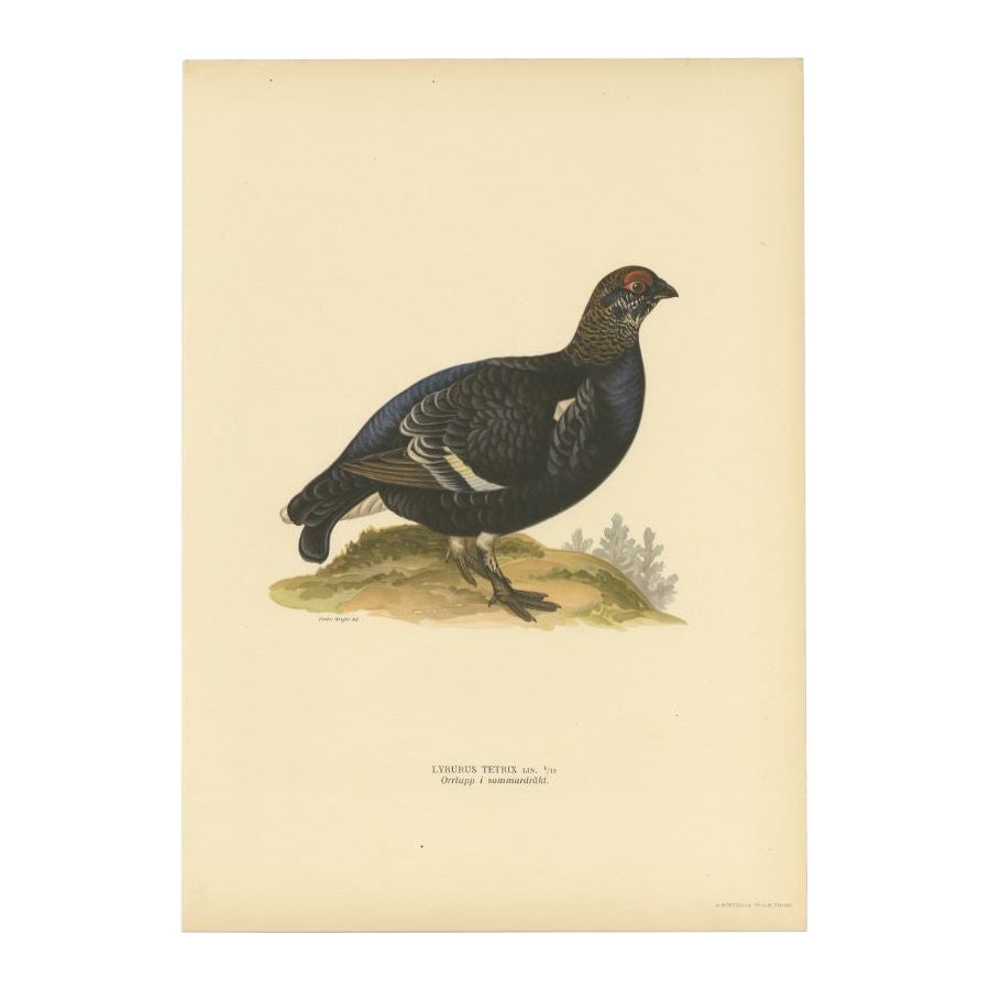 Gravure ancienne d'oiseau du tétras lyre mâle, 1929