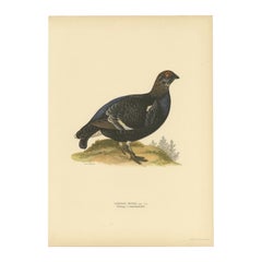 Gravure ancienne d'oiseau du tétras lyre mâle, 1929