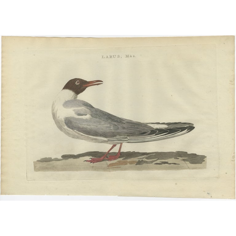 Antique Bird Print of the Male Black-Headed Gull by Sepp & Nozeman, 1789