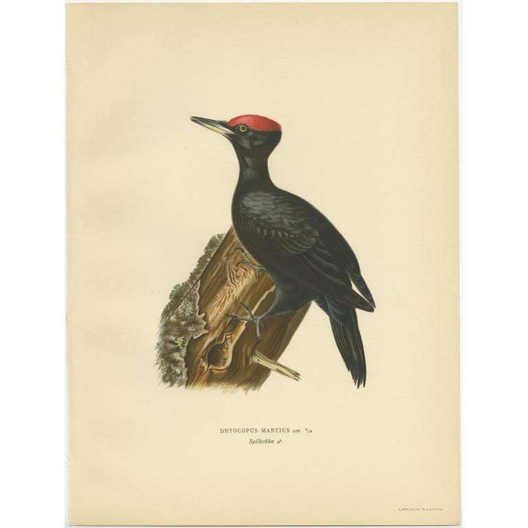Antique Bird Print of the Male Black Woodpecker by Von Wright, 1927 For Sale