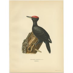 Impression ancienne d'un oiseau masculin en bois noir par Von Wright, 1927