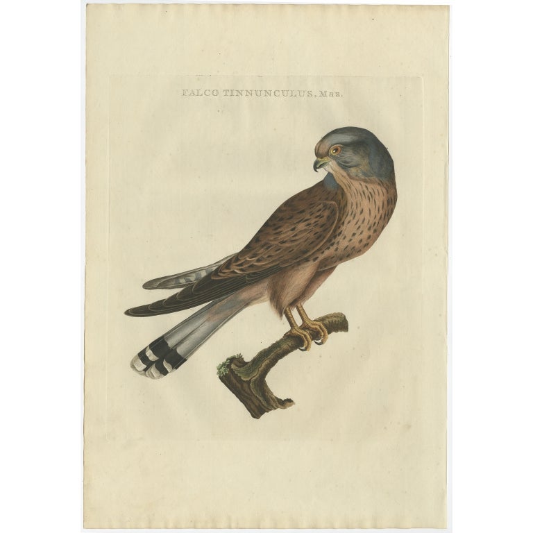 Antique Bird Print of the Male Common Kestrel by Sepp & Nozeman, 1809 For Sale
