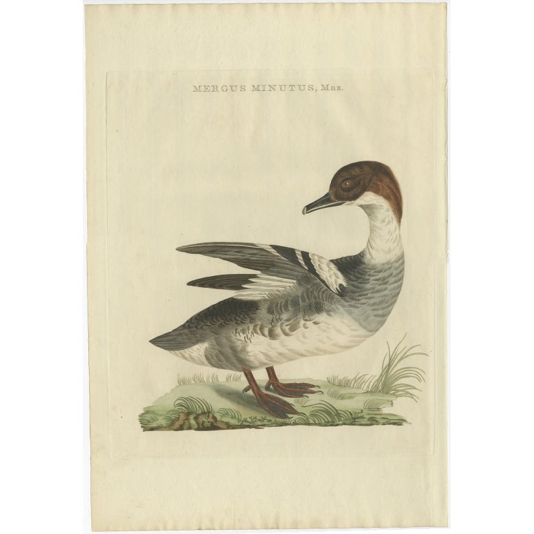 Impression ancienne d'oiseau de chasseur du Common Merganser masculin par Sepp & Nozeman, 1809