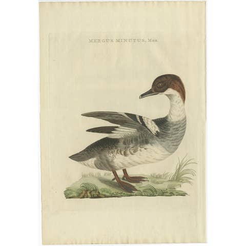 Male Common Merganser Antique Bird Print by Sepp & Nozeman, circa 1809