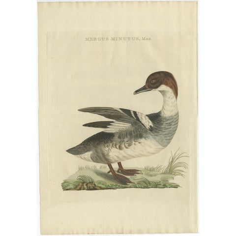 Male Common Merganser Antique Bird Print by Sepp & Nozeman, circa 1809