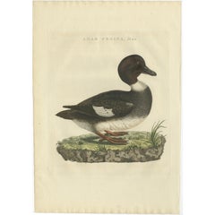 Antique Bird Print of the Male Common Pochard by Sepp & Nozeman, 1809