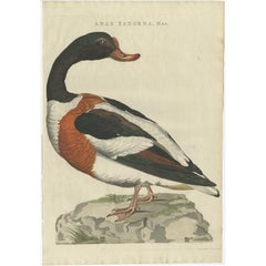 Stampa antica di uccelli del maschio di volpoca comune di Sepp & Nozeman, 1789