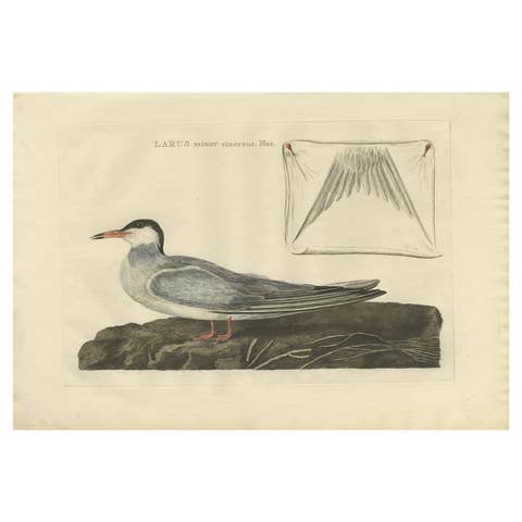 Male Common Tern (Visdiefje) – Sepp & Nozeman Hand-Colored Bird Print, 1789