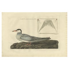Impression ancienne d'oiseau du tern commun masculin par Sepp & Nozeman, 1789