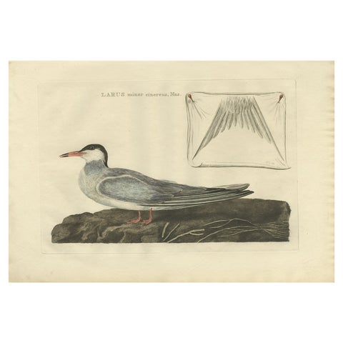 Male Common Tern (Visdiefje), Sepp & Nozeman Hand-Colored Bird Print, 1789