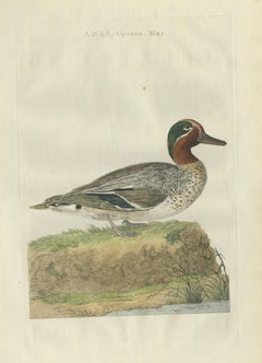 Male Eurasian Teal – Antique Dutch Bird Print by Sepp & Nozeman, 1789