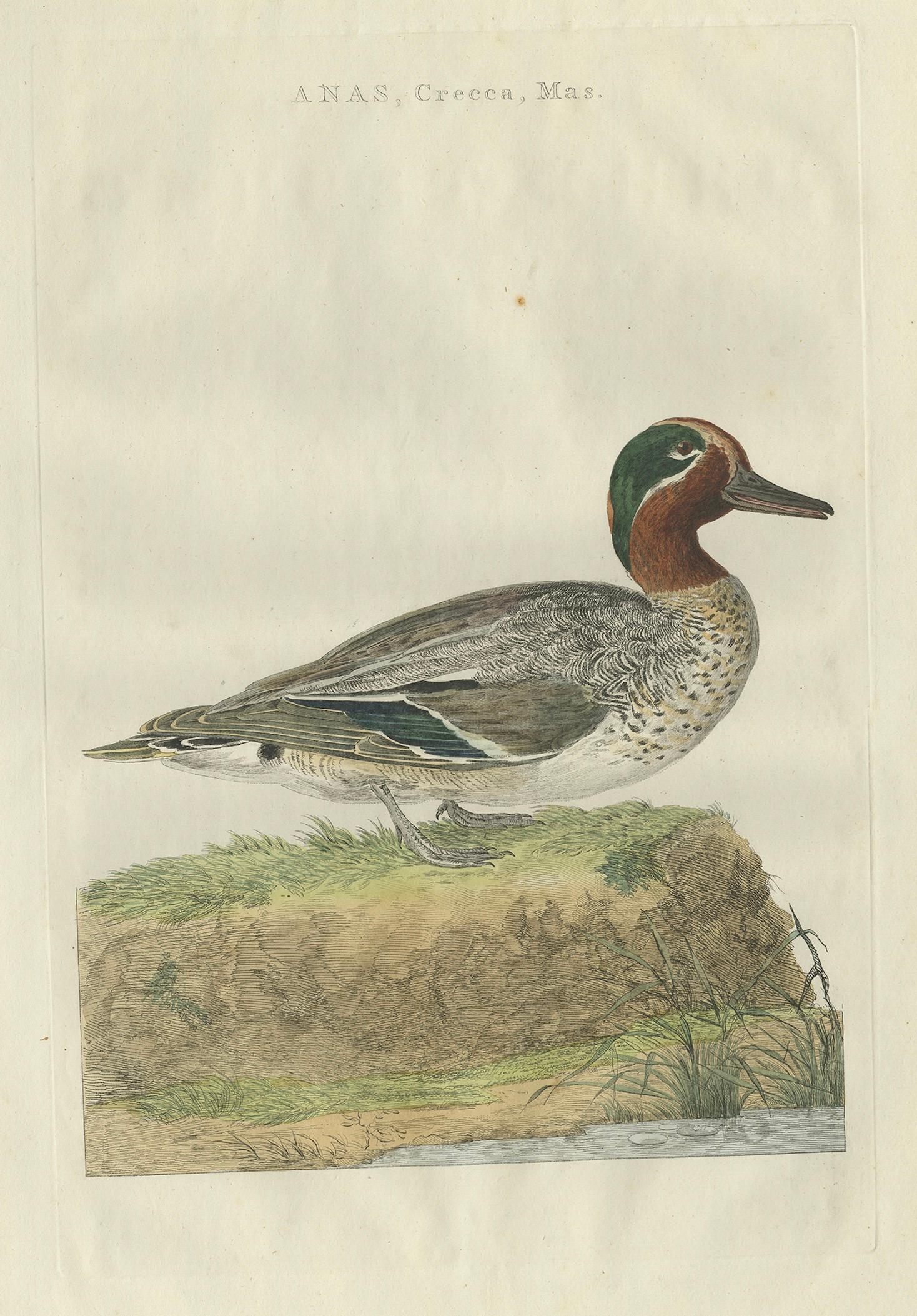 Male Eurasian Teal – Antique Dutch Bird Print by Sepp & Nozeman, 1789 In Good Condition For Sale In Langweer, NL