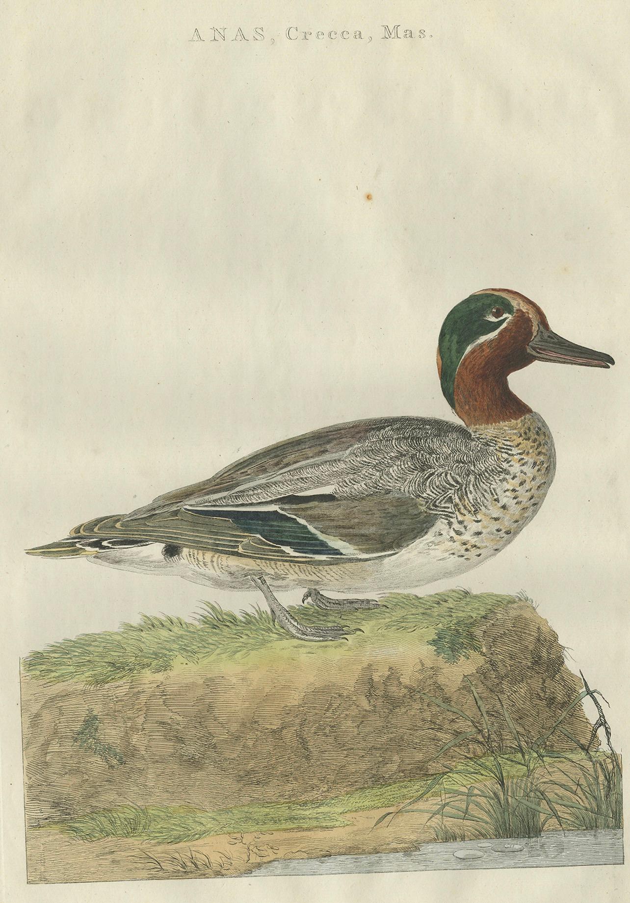 18th Century and Earlier Male Eurasian Teal – Antique Dutch Bird Print by Sepp & Nozeman, 1789 For Sale