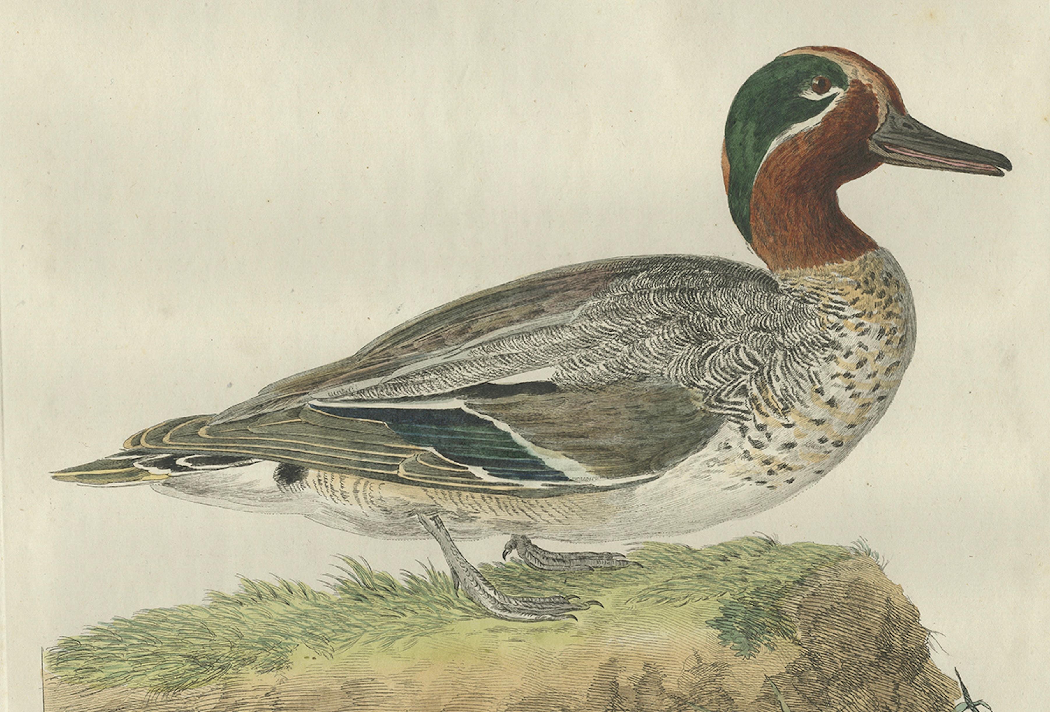 Paper Male Eurasian Teal – Antique Dutch Bird Print by Sepp & Nozeman, 1789 For Sale