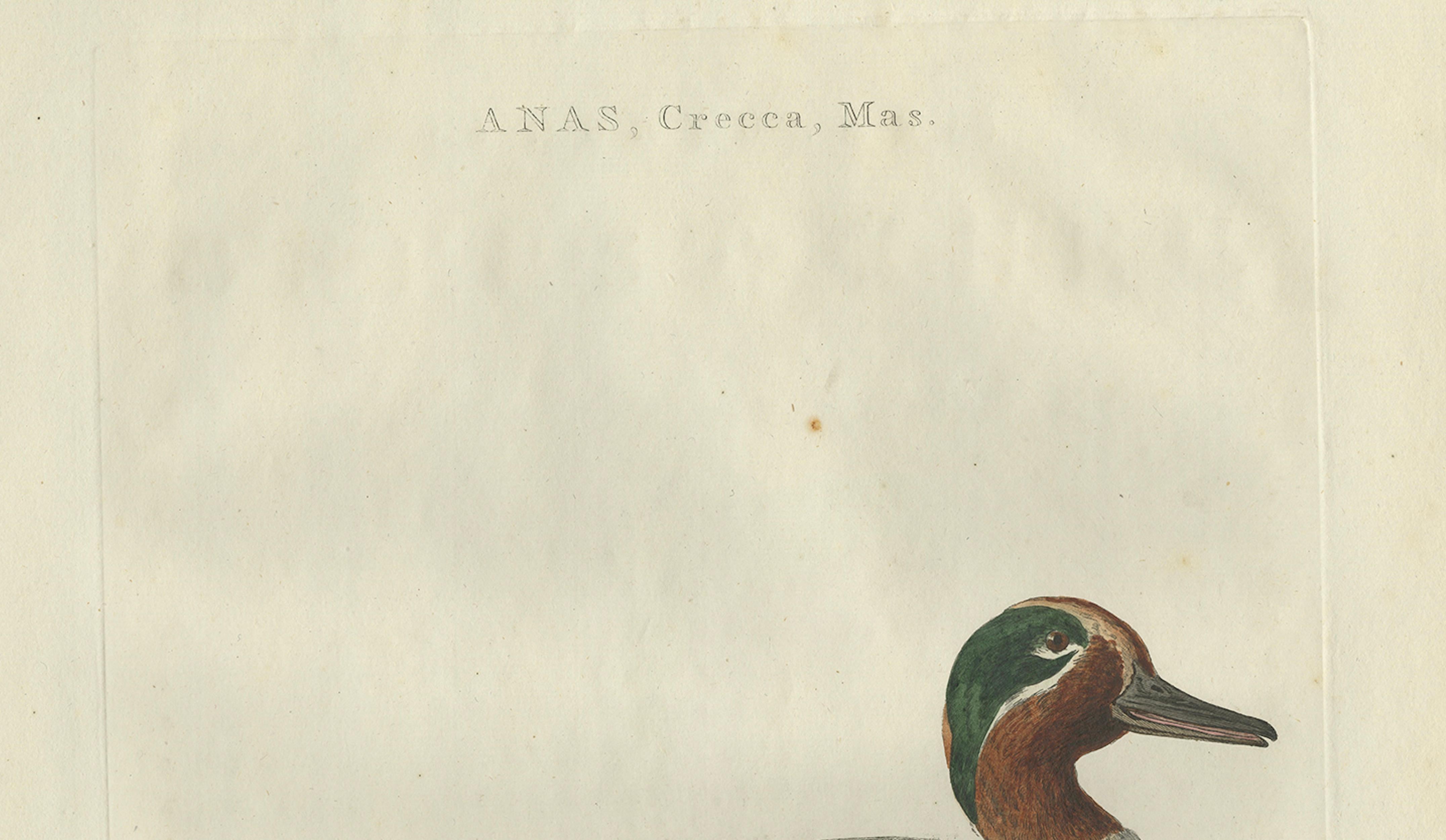 Male Eurasian Teal – Antique Dutch Bird Print by Sepp & Nozeman, 1789 For Sale 1