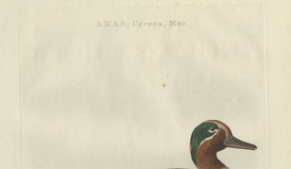 Male Eurasian Teal, Antique Dutch Bird Print by Sepp & Nozeman, 1789, view 6