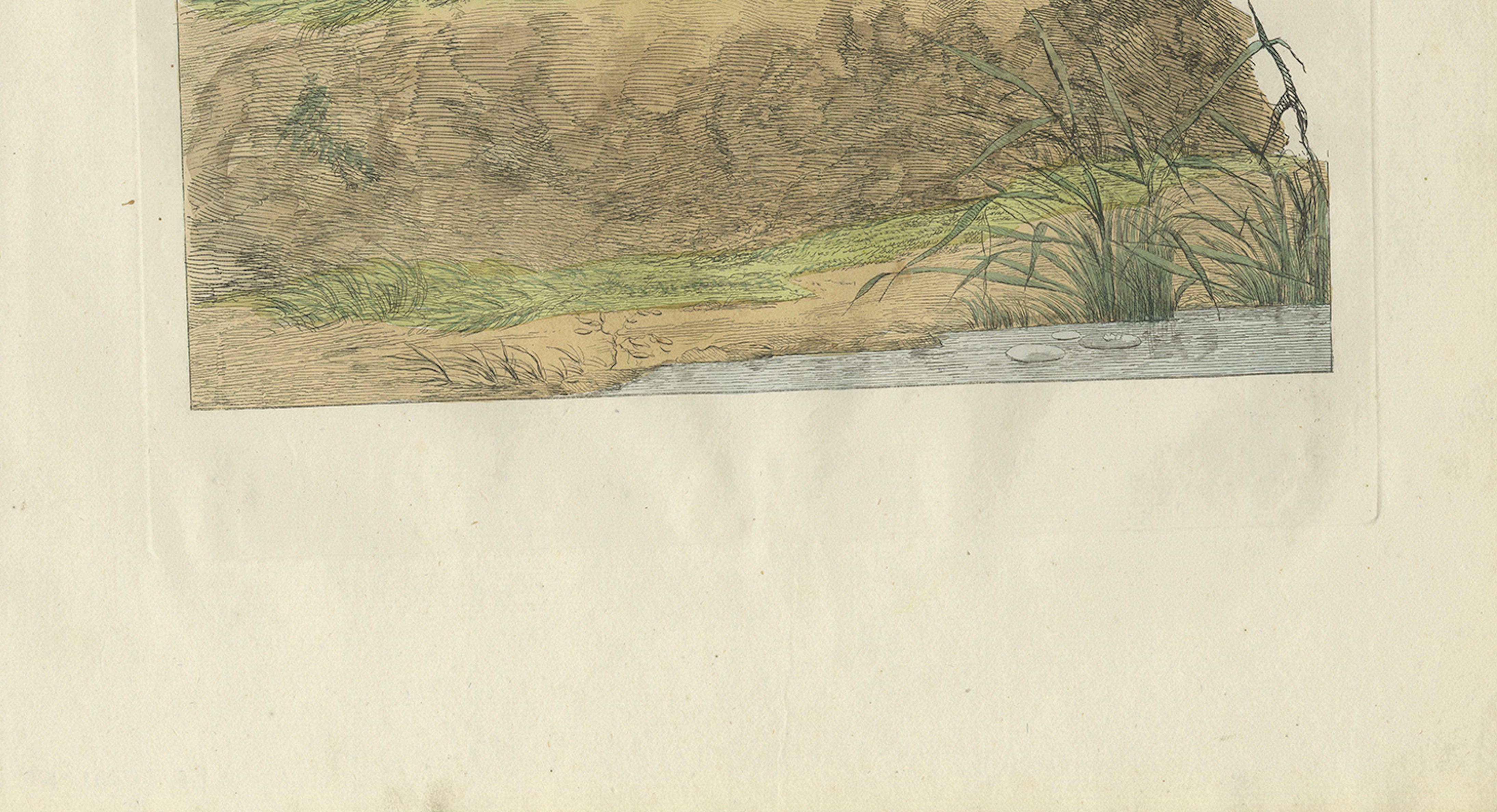 Male Eurasian Teal – Antique Dutch Bird Print by Sepp & Nozeman, 1789 For Sale 2