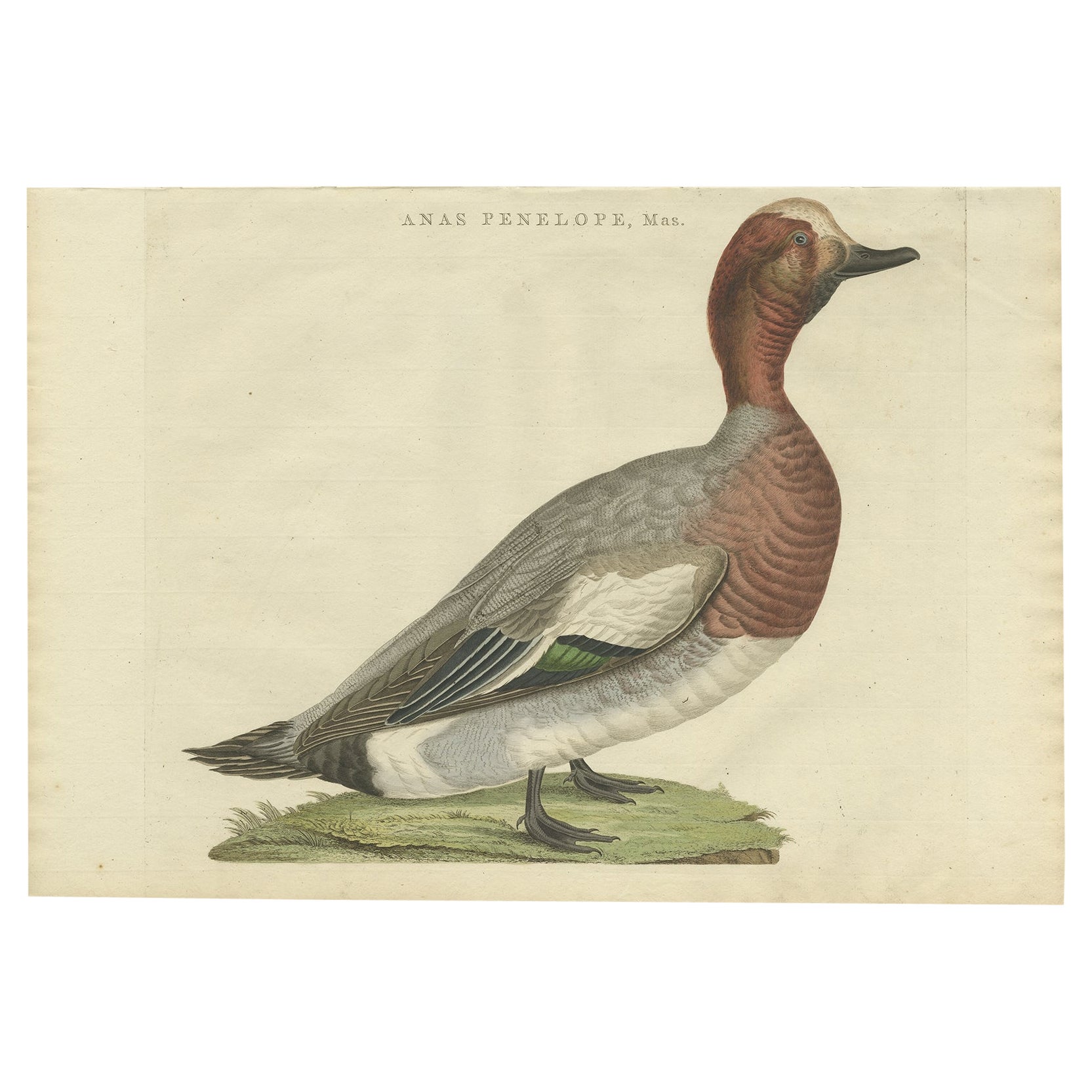 Impression oiseau ancienne du wigeon ou Widgeon mâle de l'Équasie, 1797 en vente