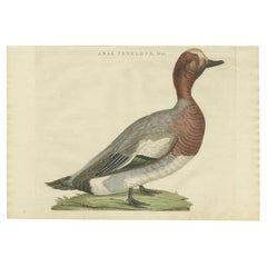 Antiker Vogeldruck des männlichen Eurasian-Wigeon- oder Widgeon-Männchens mit Vogelmotiv, 1797